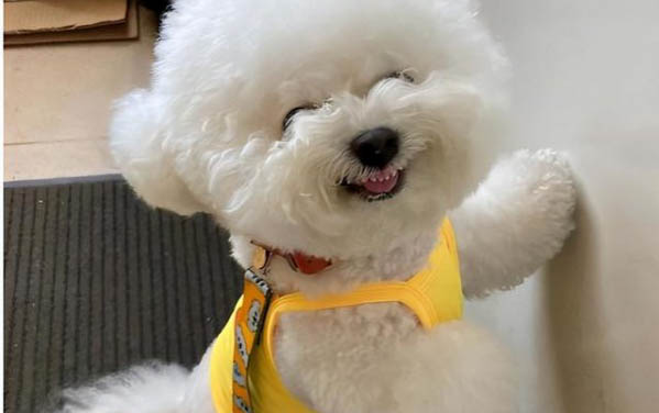 比熊犬幾個(gè)月開(kāi)始爆毛?