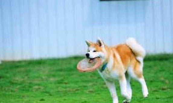 為什么秋田犬被禁養