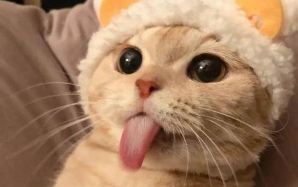 小貓呼吸聲音粗重像是不通氣