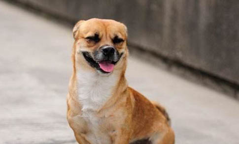 養狗狗會造成不孕不育嗎
