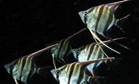 冷水觀賞魚(yú)有哪些品種
