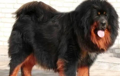 高加索犬30秒咬死藏獒