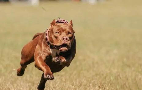 比特犬和藏獒哪個更厲害?