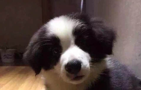 怎么提高狗狗免疫力
