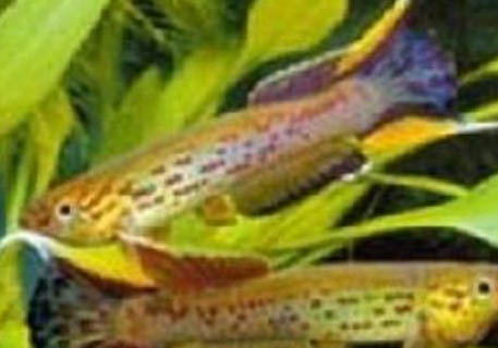 熱帶魚(yú)什么最好養(yǎng)