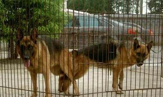 母犬例假期間需要注意什么