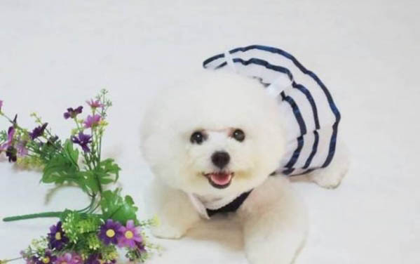 可以代替狗糧的食物有哪些?