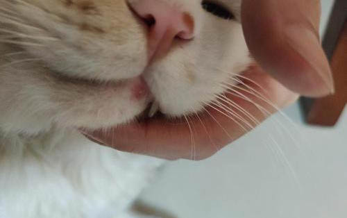 貓咪張嘴打顫是怎么回事