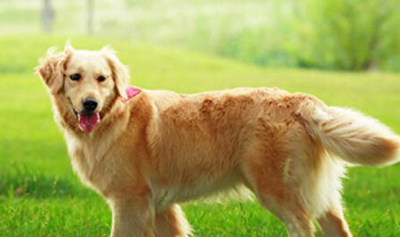為什么狗狗會得犬瘟啊
