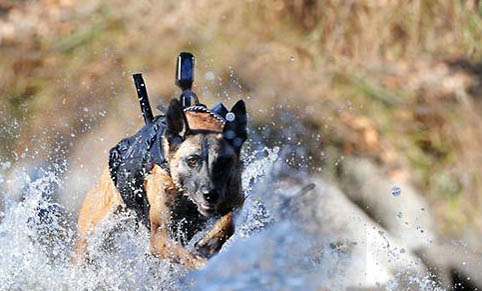 軍犬霸氣的名字有哪些