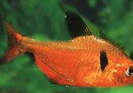 養(yǎng)魚缸里有水要曬幾個小時