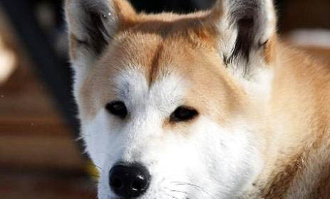 日本秋田犬價格多少錢一只