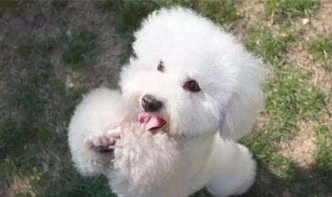 狗狗不吃不喝一直發抖是什么原因