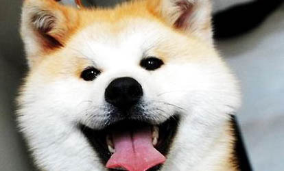 美系秋田犬性格和缺點(diǎn)是什么