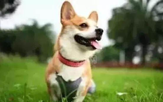 母狗天生不會生小狗會咋樣