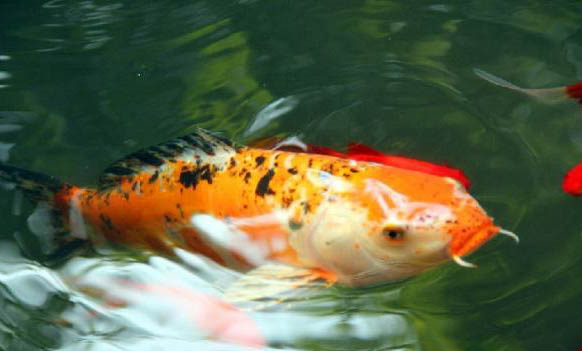 錦鯉缸缸養方法