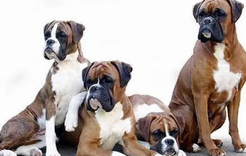 拳師犬咬人的原因及處理方法