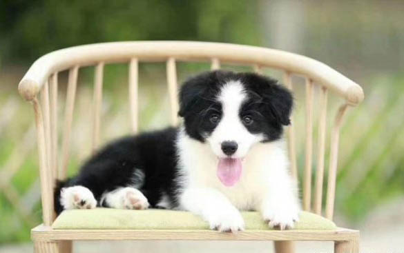 邊牧犬的缺點有哪些?
