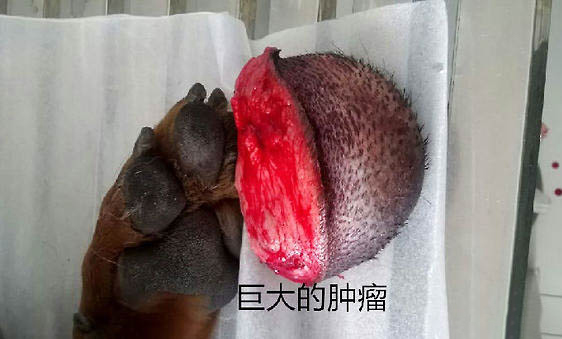 德國(guó)牧羊犬身體發(fā)抖的原因及處理方法