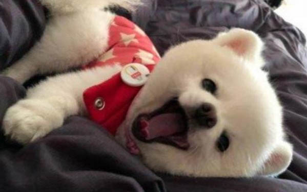 犬螨蟲(chóng)病癥狀