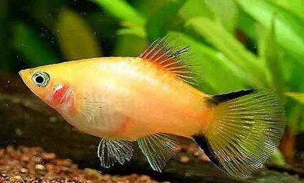 銀龍魚疾病防治