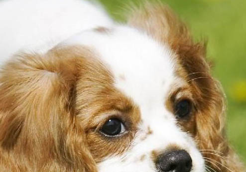 西班牙小獵犬能不能喝牛奶