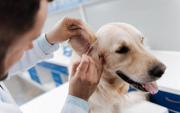 哪些犬不掉毛