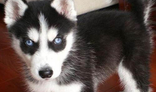 哈士奇犬幼犬怎樣喂養