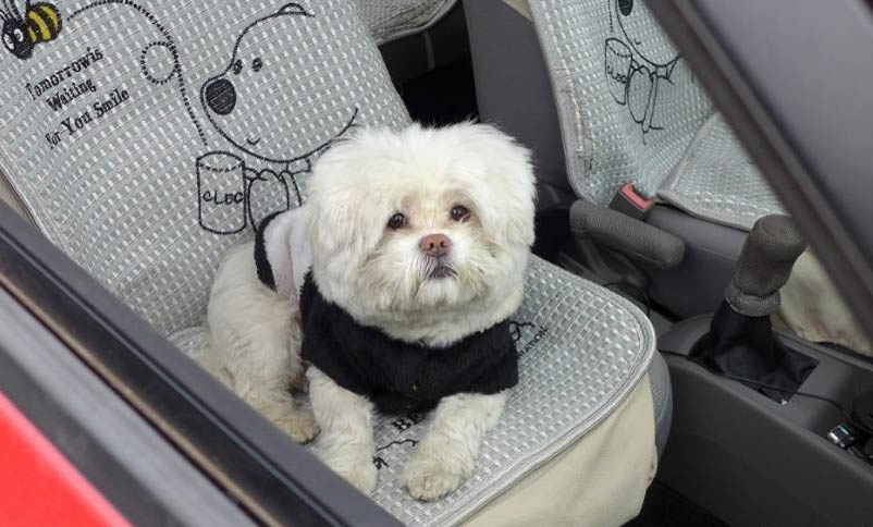 狗狗可以吃石榴籽嗎