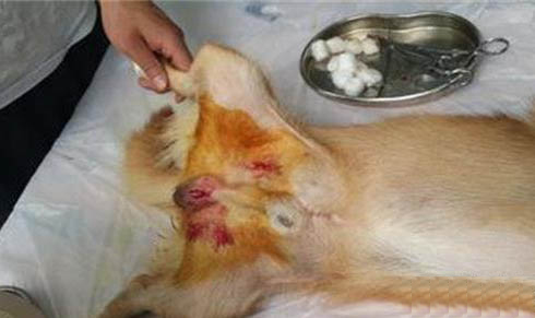 狗狗得了急性腸炎會死嗎