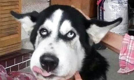哈士奇換毛要多久