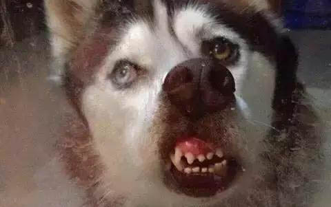 狗交配為什么拔不出