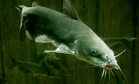 淡水魚(yú)種類有哪些