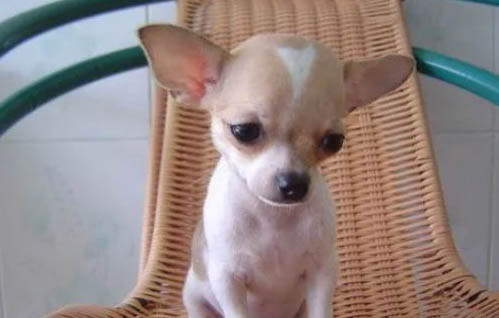 適合家養(yǎng)小型犬的犬種