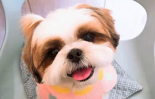 西施犬為什么沒有人養?