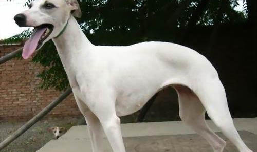 惠比特犬口吐白沫的原因及處理方法