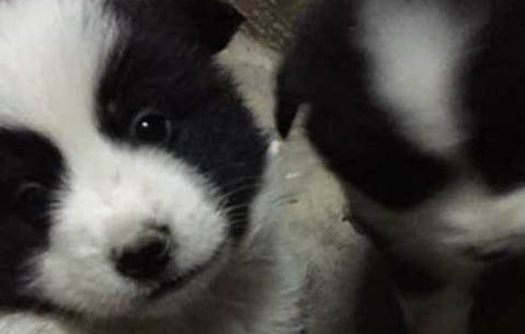 成犬犬一天吃多少狗糧