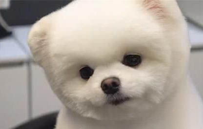 博美生下來多久睜開眼睛正常