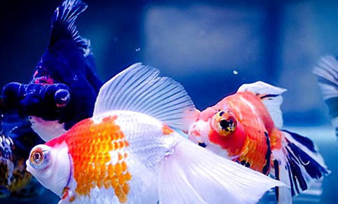 怎么判斷是不是孔雀魚難產
