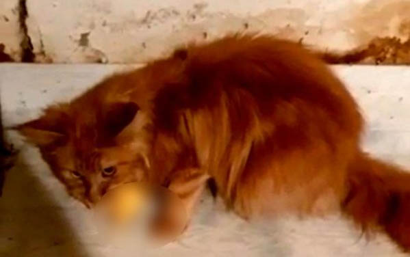 狗狗喝水老是嗆到干嘔
