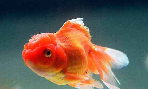 金魚認識主人嗎?