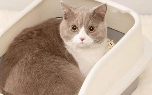 母貓生產后要多久才能洗澡