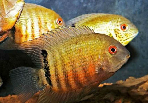 魚肚子鼓脹了怎么辦