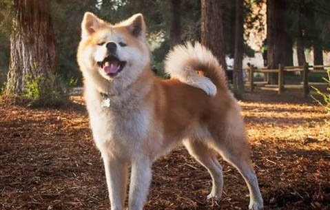 秋田犬訓練技巧有哪些