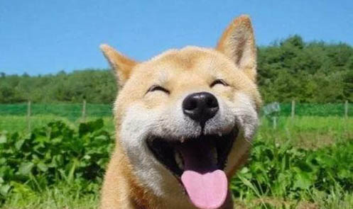 柴犬不可以吃什么藥