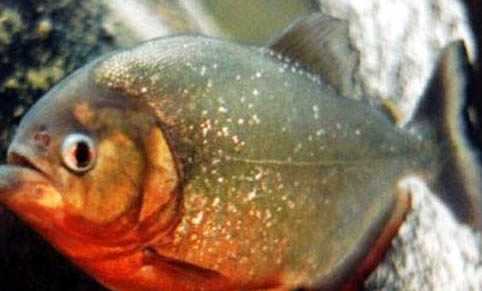 孔雀魚用不用氧氣泵