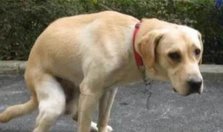 犬瘟熱的類型
