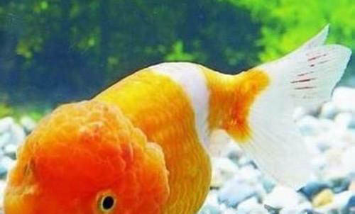 金魚可以幾天不喂食