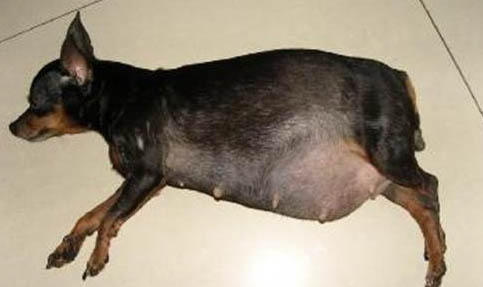 小鹿犬什么品相最好
