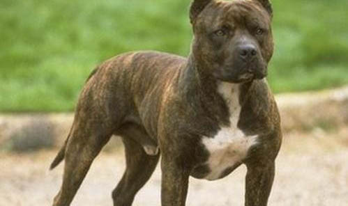 比特犬和藏獒哪個厲害?